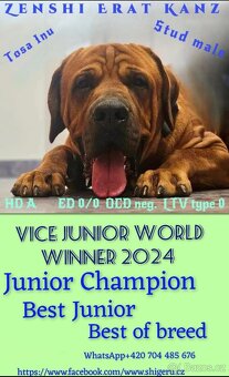 TOSA INU s PP (FCI) - 7