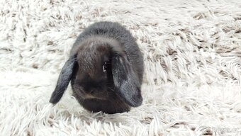 Zakrslý beránek, králíček, králík - BIBI - 7