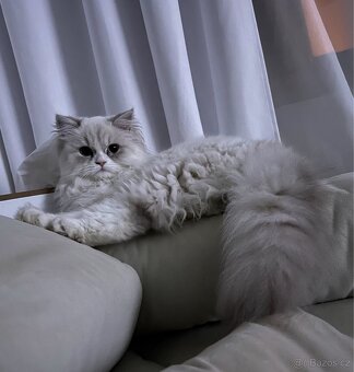 Perská činčila - 7