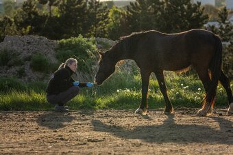 Welsh Cob valach - 3 roky - 7