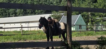 Welsh pony D valach 3roky - 7