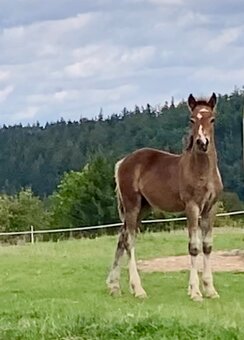 Koně od 50 tis. - Welsh Cob - 7