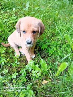 Labradorský retrívr bez pp - 7