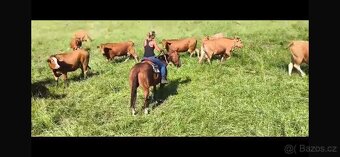 Quarter horse - 7