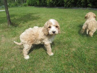 Maltipoo štěňátka - 7