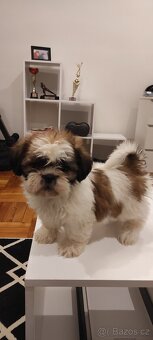 Shih Tzu štěňata s pp fenka - 7