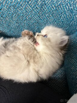 Perská činčila koťátka - 7