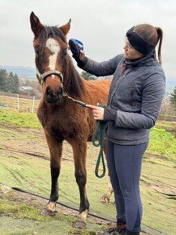 ČT klisnicka k prodeji - 7