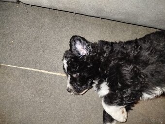 3 štěňata na prodej - 7