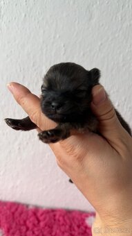 Štěňátka Pomeranian s PP FCI - 7
