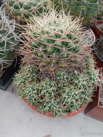 Kaktusy,agave , sukulenty - 7