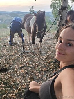 Huculská klisna, hucul, Tobiano, pony, malý kůň - 7
