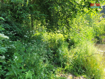 Prodej vodní plochy - rybník, 13.432 m², Luhov u Toužim - 7