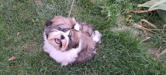 Shih tzu s pp / shi-tzu / shi tzu - 7