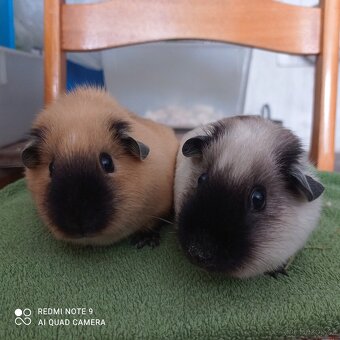 Morčata kalifornská - 7