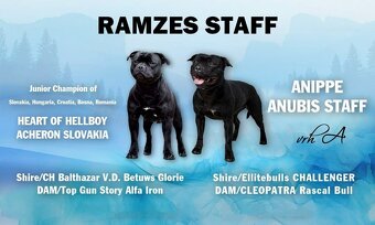 Staffordshire Bullterrier - 7