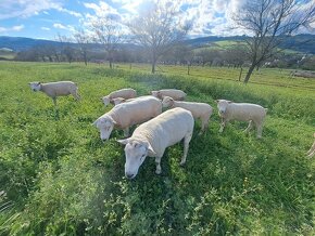 Beran Texel z kontroly užitkovosti - 7