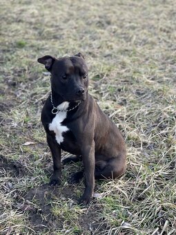 Americký pitbull teriér ke krytí - 7