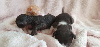 Cornish rex s PP - 7
