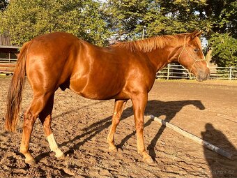 Valach Quarter Horse - 7