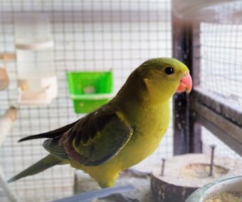 Papoušek horský - 7