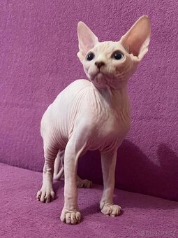 SPHYNX koťátko bez PP - 7