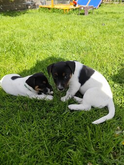 Jack Russel teriér - 7