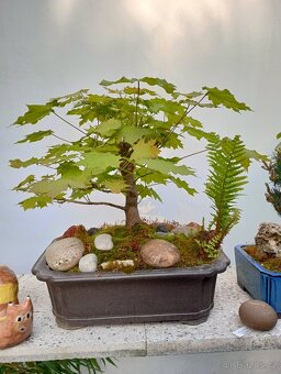 Javor mléč (Acer platanoides) bonsai - 7