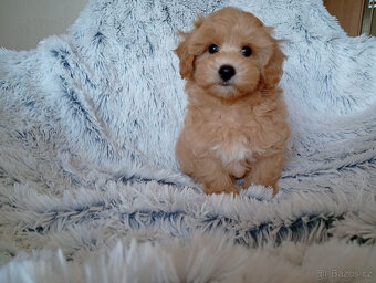 Maltipoo - inzerát platný do zmazania - 7