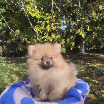 Nemecky špic maly - 7