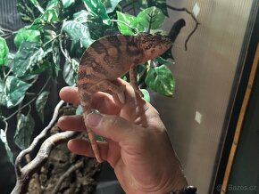 Chameleon Pardali - 7
