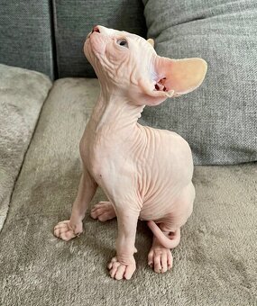 Sphynx kocourek - 7