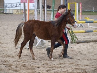 Klisnička Welsh pony, sekce B na prodej - 7
