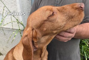 Maďarský drôtosrstý stavač-ohař - 7