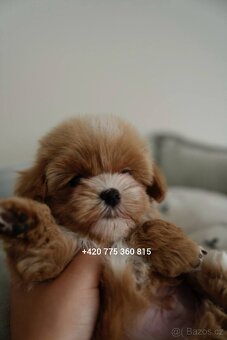 Chlapeček Maltipoo mini - 7