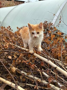 Darujeme naše umazlence :) - 7