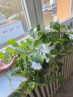 Epipremnum / Potos - 4x marble, snow queen, global, neon - 7