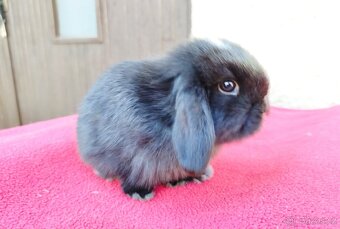 Zakrslý beránek, králíček, králík - ELLA - 7