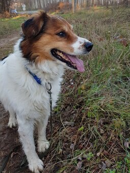BASTY K ADOPCI - milý vděčný mazel, vhodný k dětem - 7