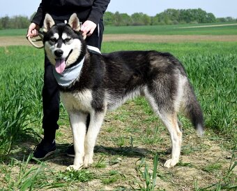 ALONZO K ADOPCI - přátelský, milý, kontaktní - 7