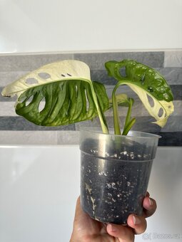 Monstera Adansonii Japanese Tricolor - 7