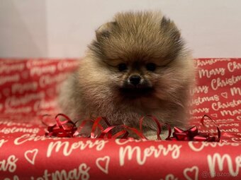 Pomeranian s pp FCI - 7