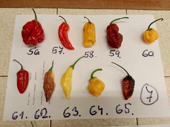 Semínka chilli papriček - zdarma - 7