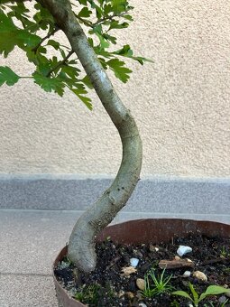 Bonsai, Bonsaj, jamadori, hloh - 7