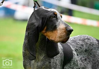 Velký gaskonský pes s PP FCI jako bracco italiano bloodhound - 7