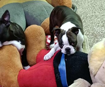 Boston,Bostonský teriér,Boston Terrier s PP - 7
