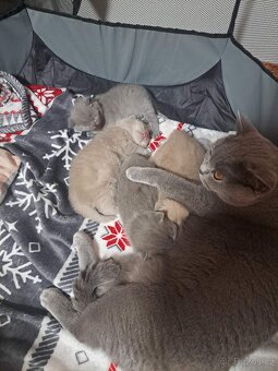 Krytí britský kocour - 7