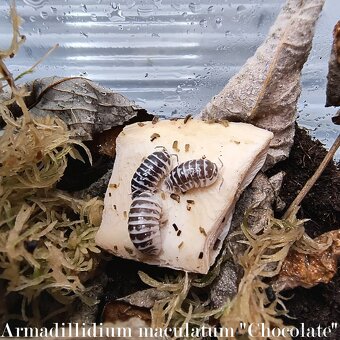 ISOPODY balíčky - Fauna trhy Ostrava 14.12. - 7