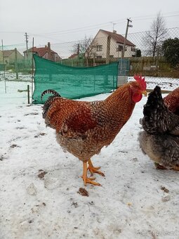 Bielefeldka rodobarvá velká - 7