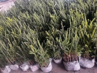 Obalovane Sazenice do lesa. Doprava ZDARMA - 7